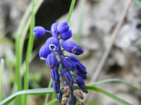 Muscari botryoides