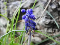 Muscari botryoides