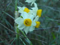 Narcissus tazetta