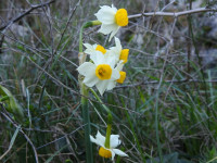 Narcissus tazetta