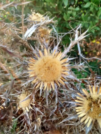 Carlina corymbosa