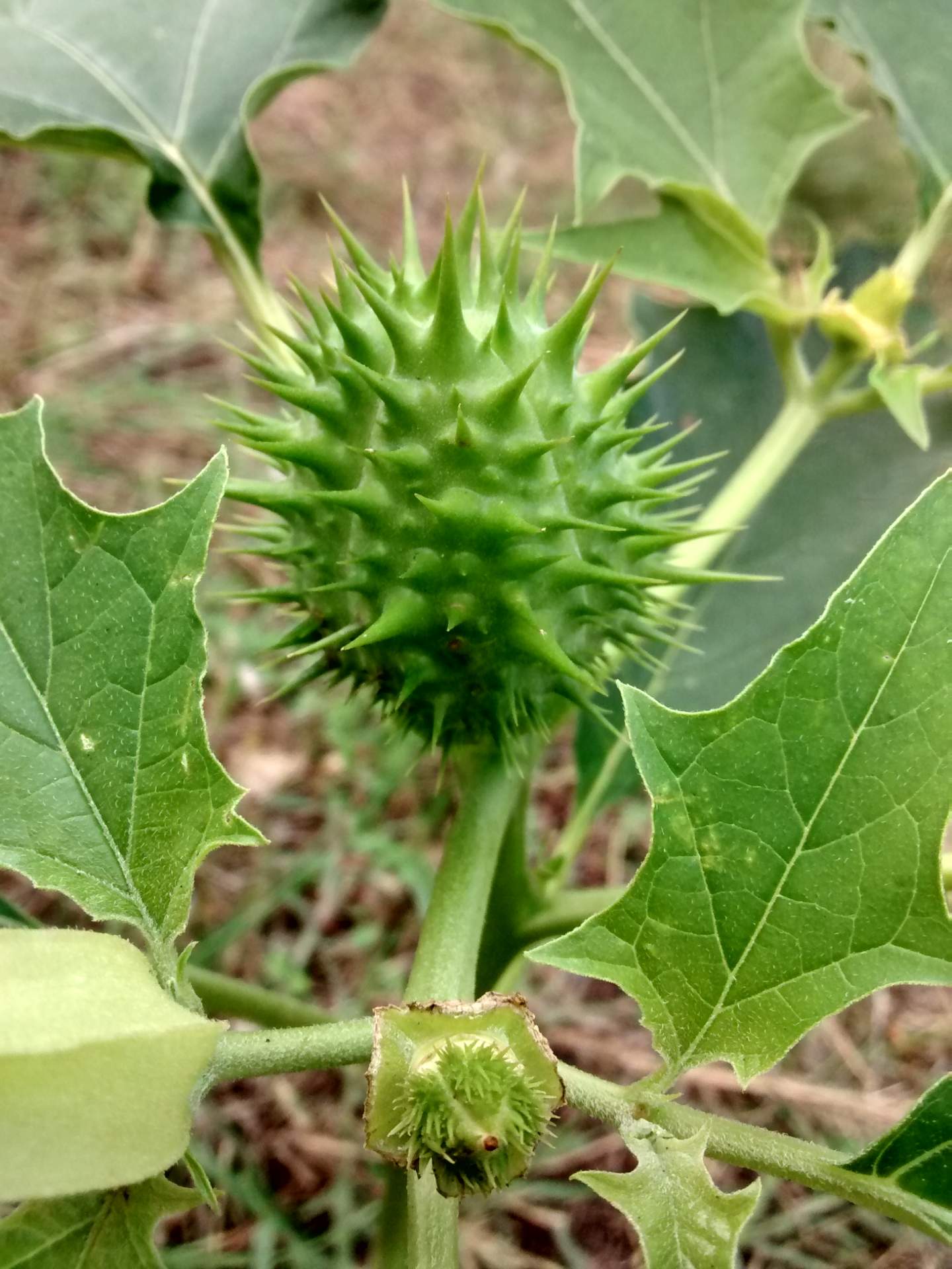 Datura stramonium