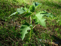 Datura stramonium