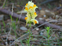 Linaria vulgaris