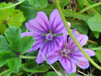 Malva sylvestris