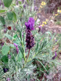 Lavandula stoechas