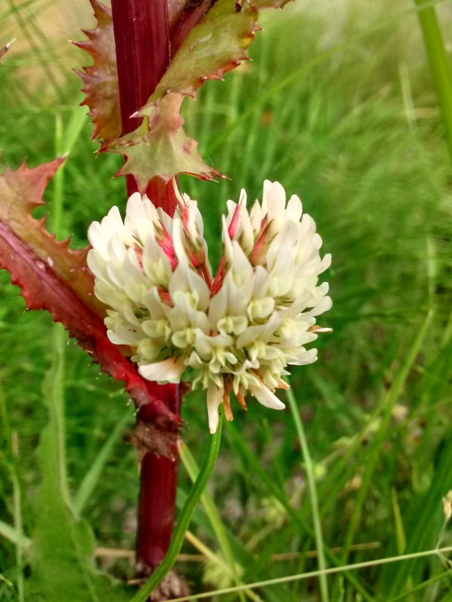 Trifolium hybridum