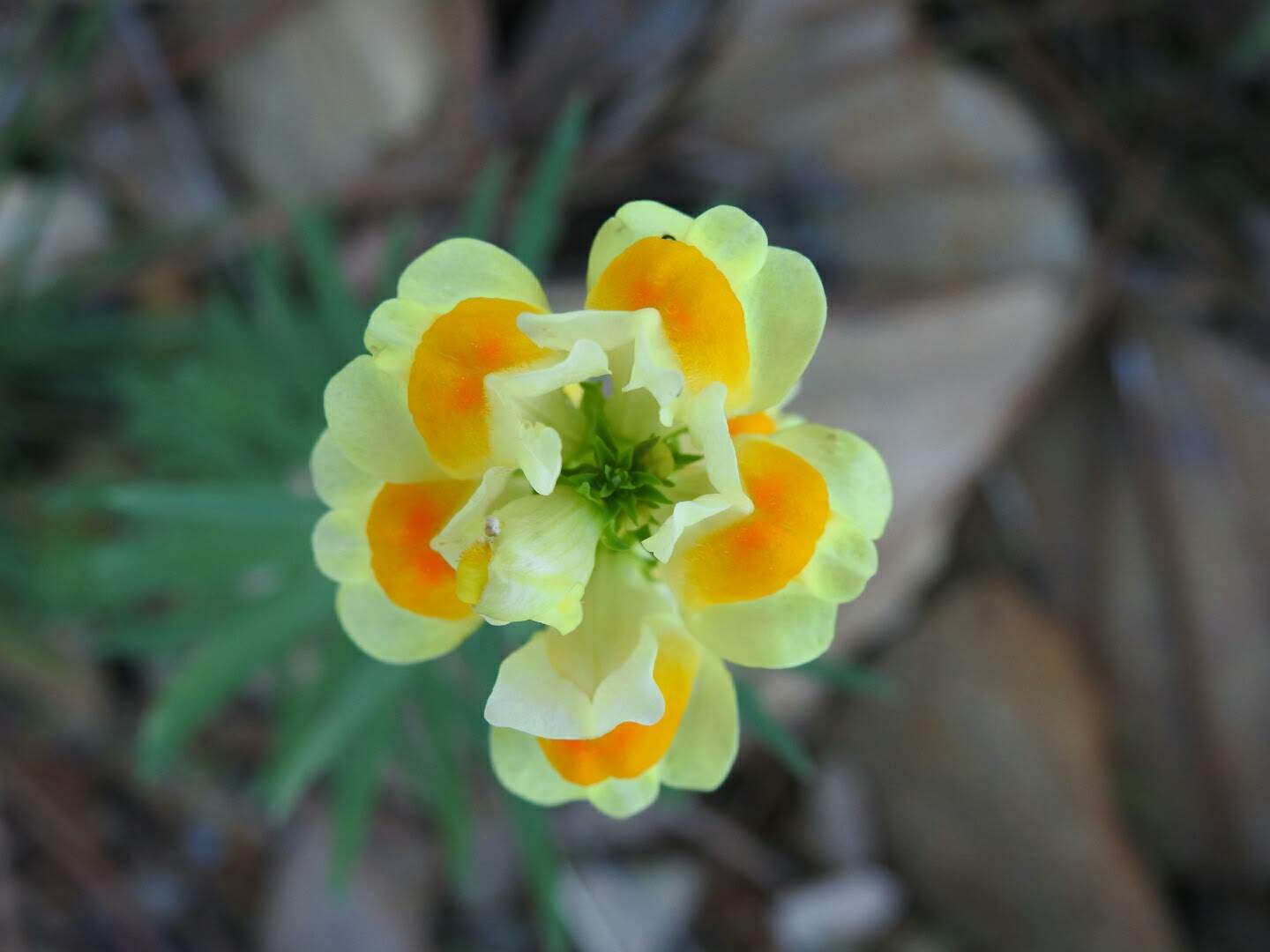 Linaria vulgaris