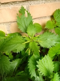 Urtica dioica