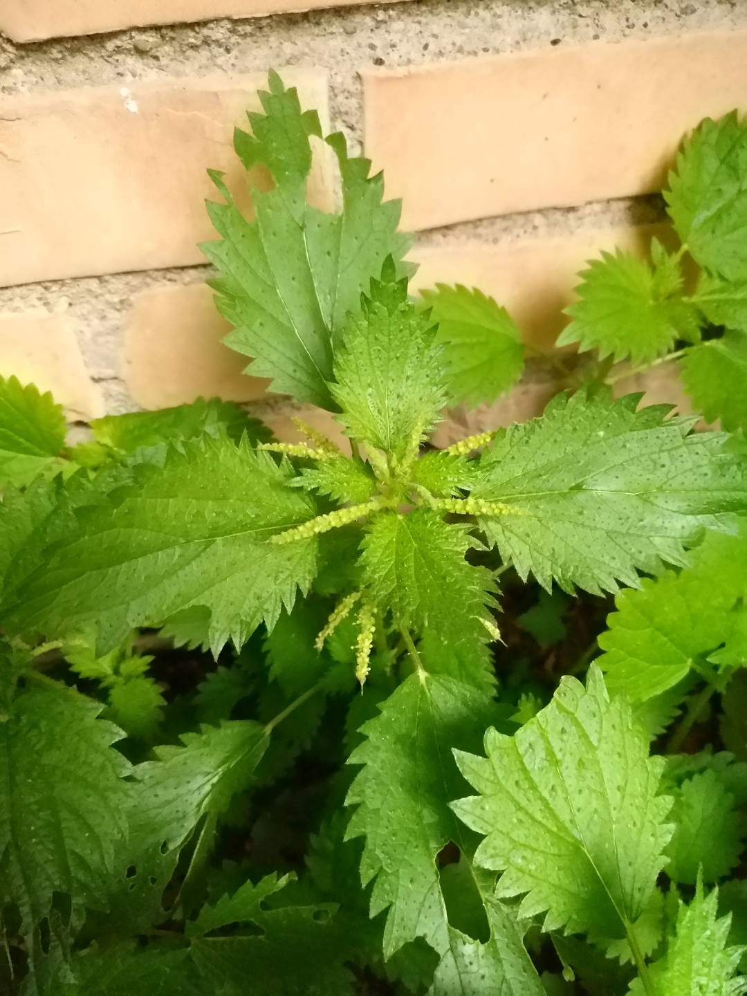 Urtica dioica