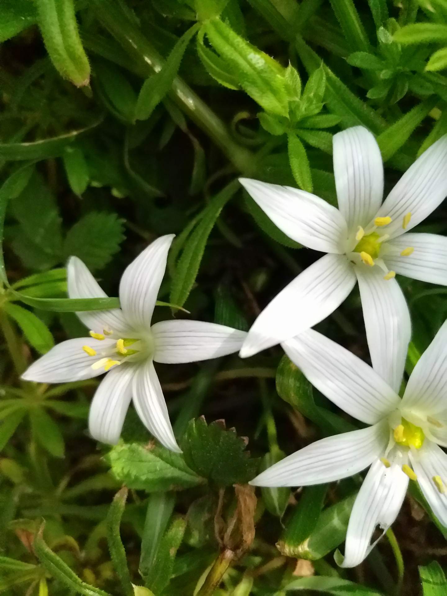 Ornithogalum umbellatum