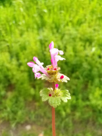 Lamium amplexicaule