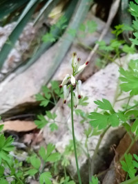 Fumaria capreolata