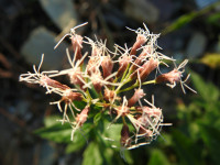 Eupatorium cannabinum