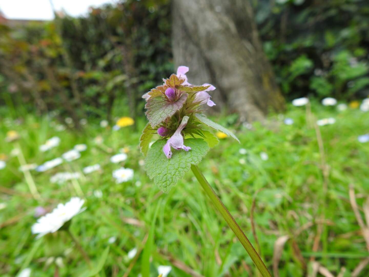 Lamium purpureum