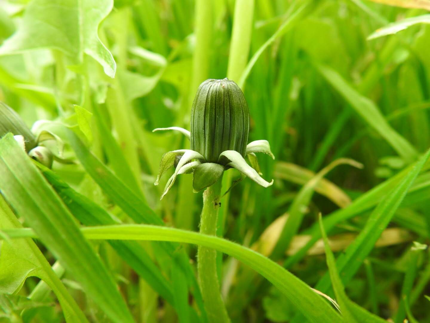 Taraxacum F.H.Wigg. sect. Taraxacum