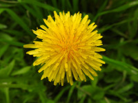 Taraxacum F.H.Wigg. sect. Taraxacum
