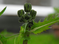 Sonchus asper