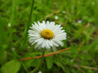 Bellis perennis