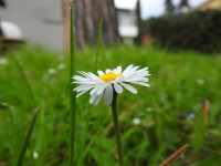 Bellis perennis