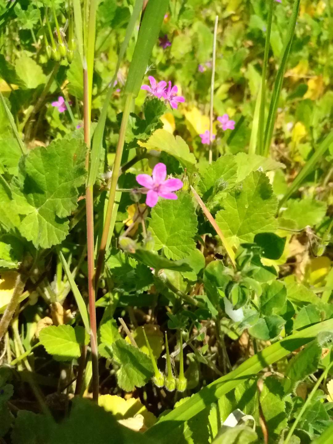 Erodium malacoides