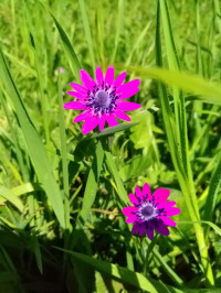 Anemone coronaria