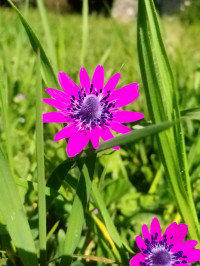 Anemone coronaria