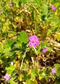 Erodium malacoides