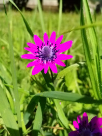 Anemone coronaria