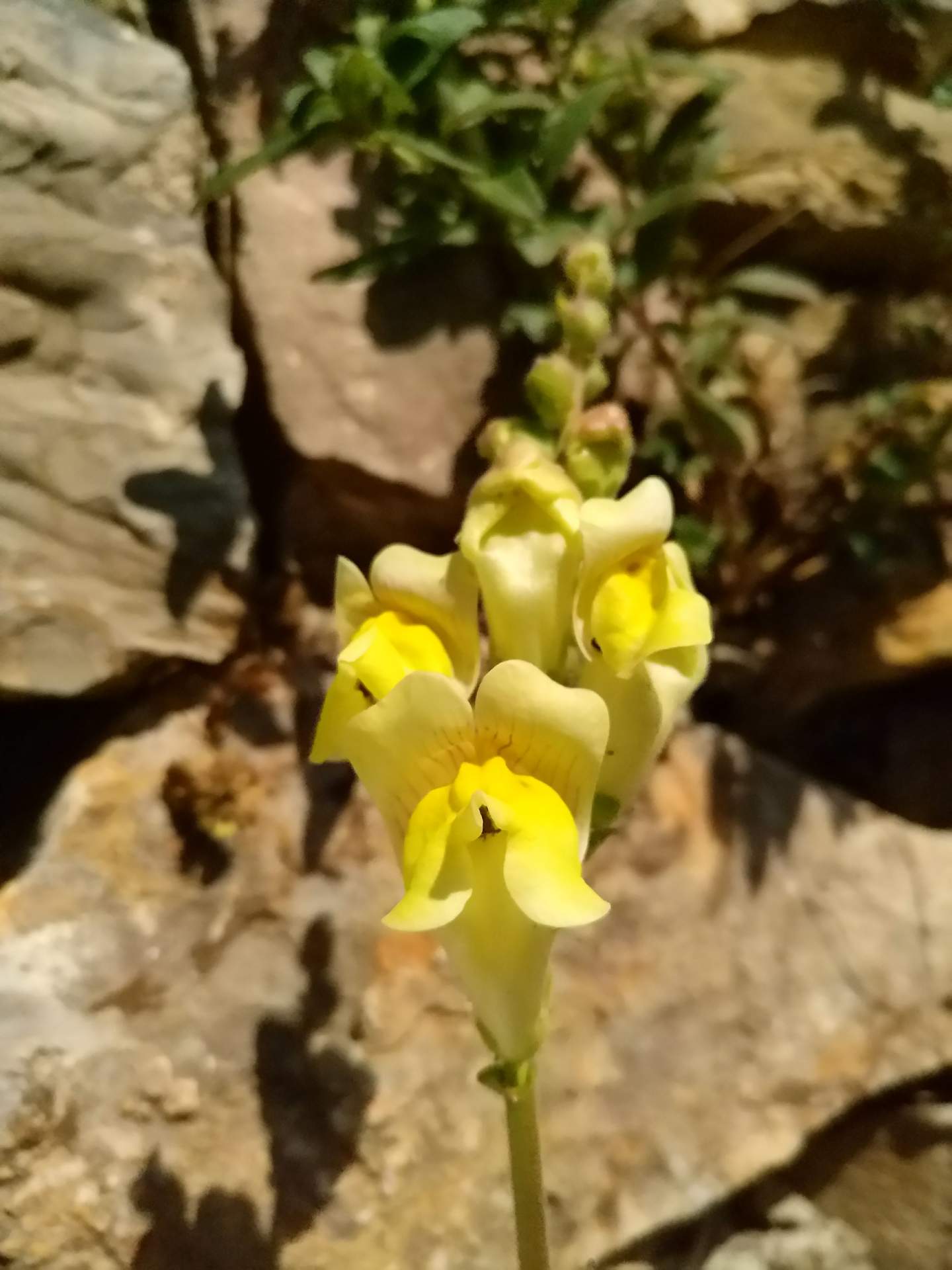 Antirrhinum majus