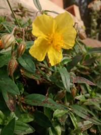 Helianthemum hirtum