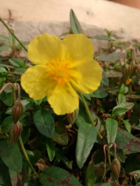 Helianthemum hirtum