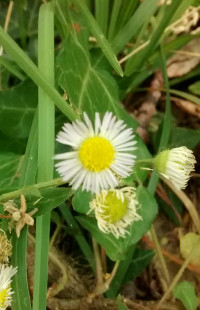 Erigeron annuus