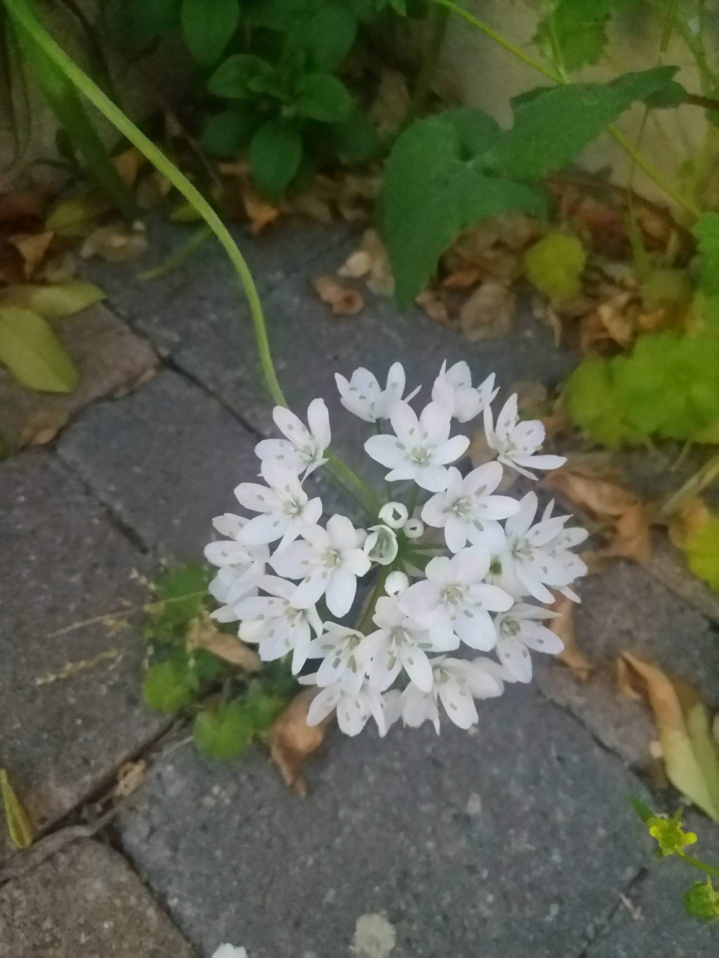Allium neapolitanum