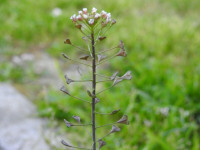 Capsella bursa-pastoris