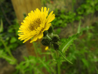 Sonchus asper