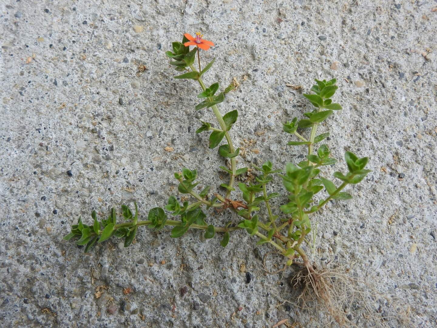Lysimachia arvensis