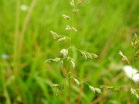 Agrostis stolonifera