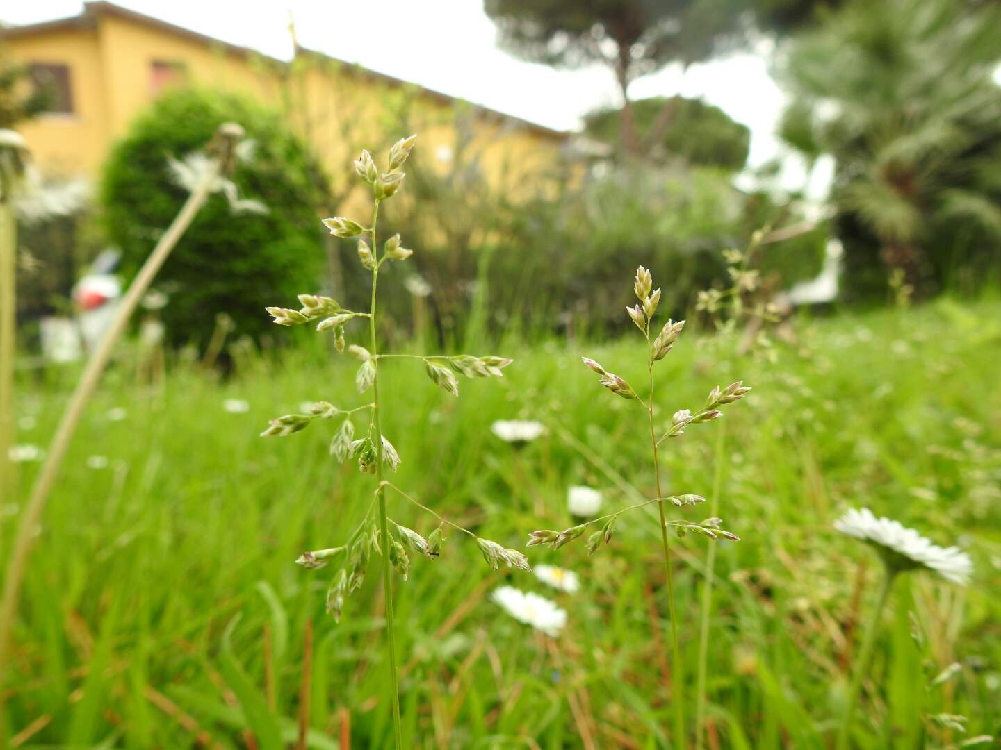Agrostis stolonifera