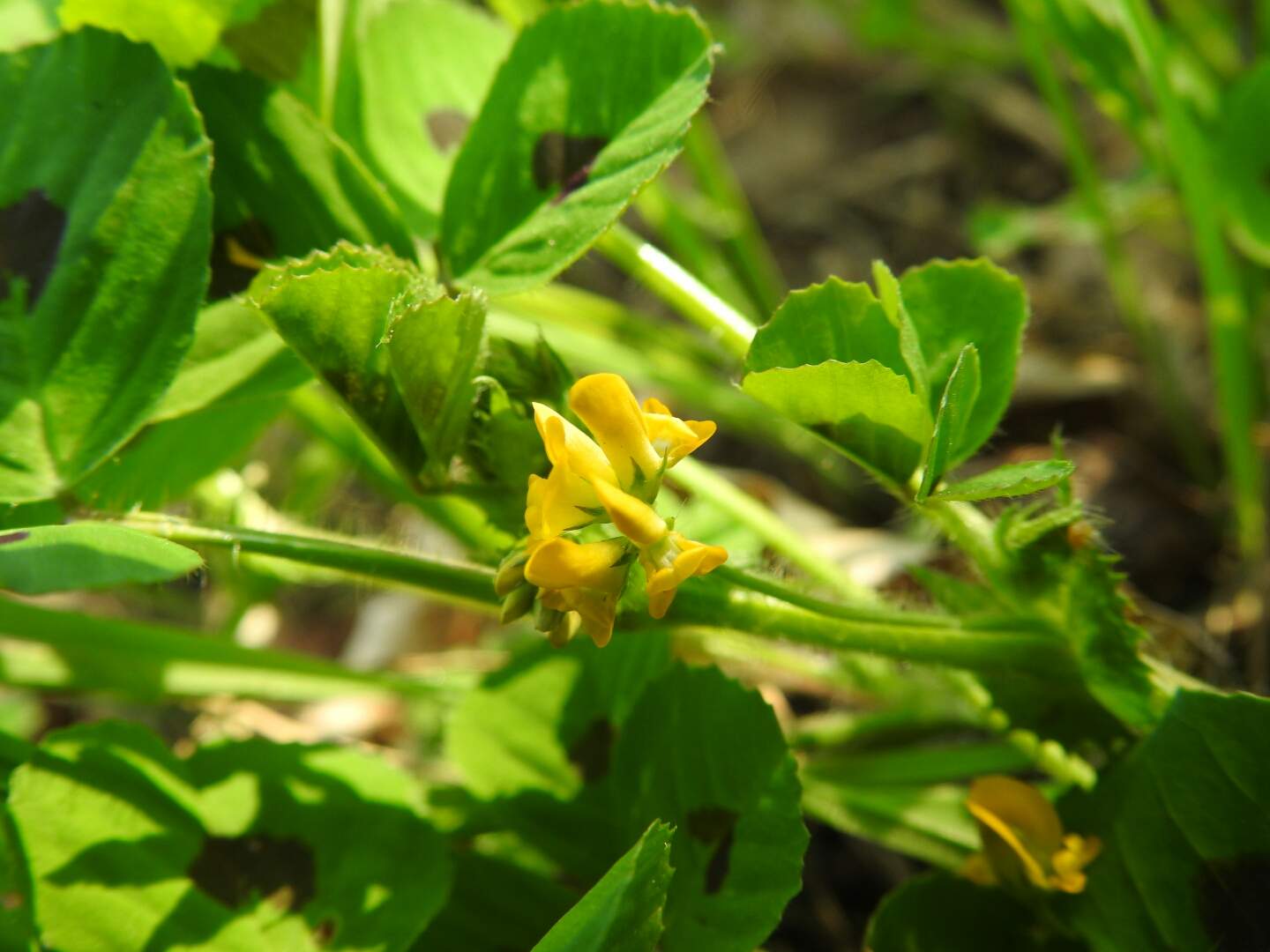 Medicago arabica