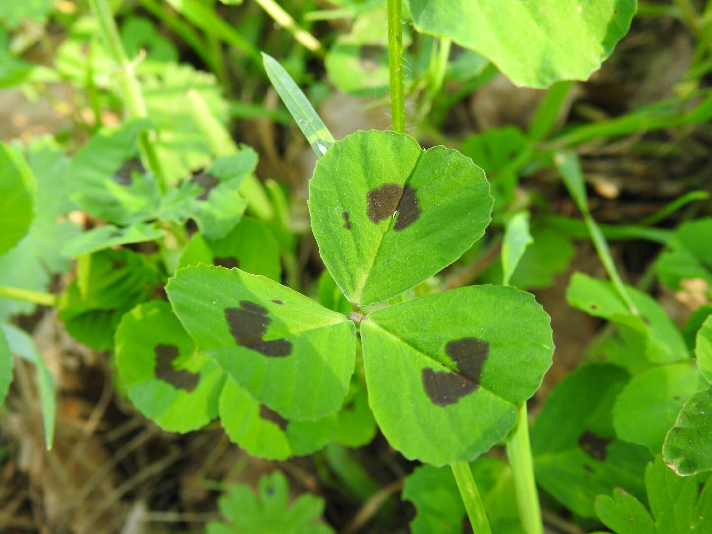 Medicago arabica