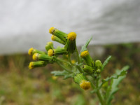 Senecio vulgaris