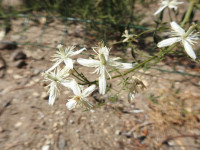 Clematis flammula