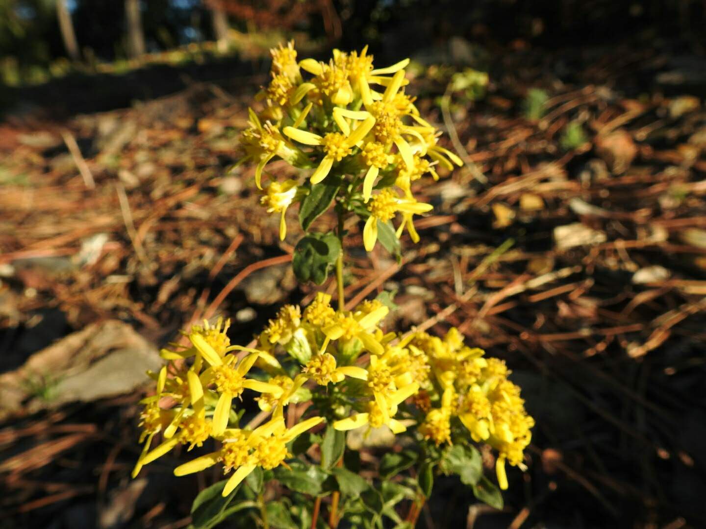 Solidago virgaurea