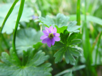 Geranium molle