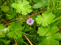 Geranium molle