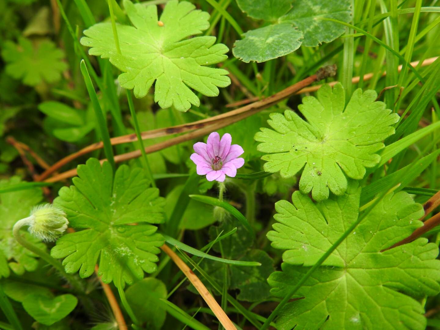 Geranium molle