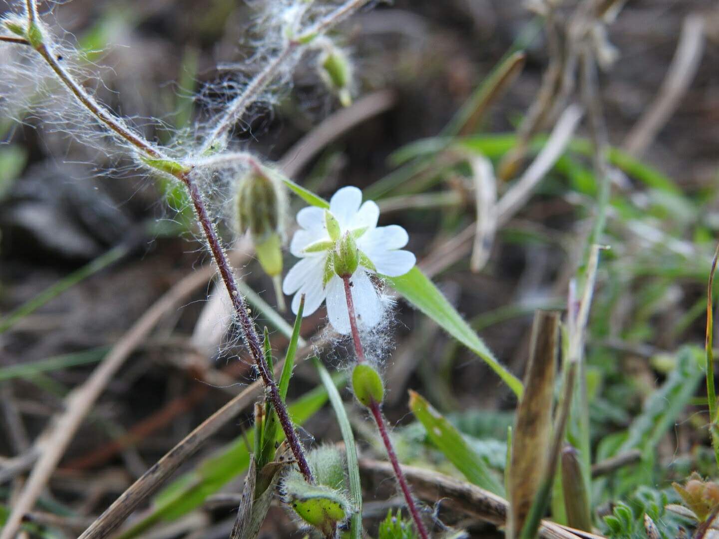 Cerastium glomeratum