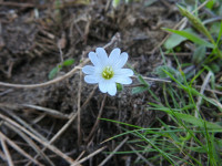 Cerastium glomeratum