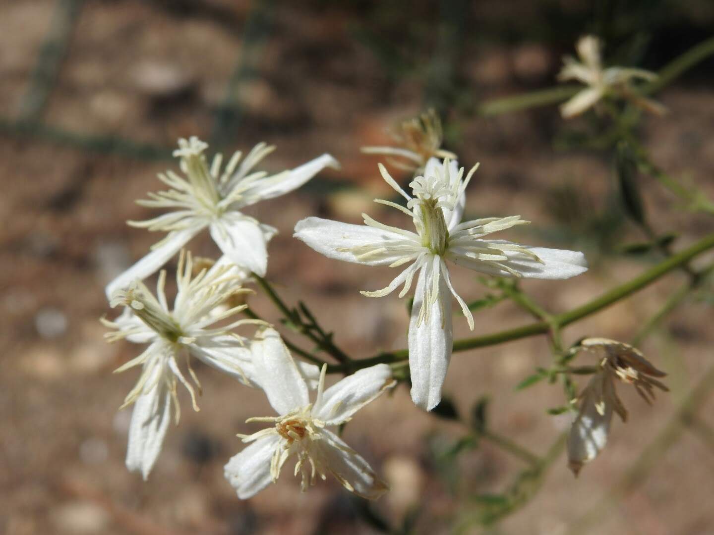 Clematis flammula